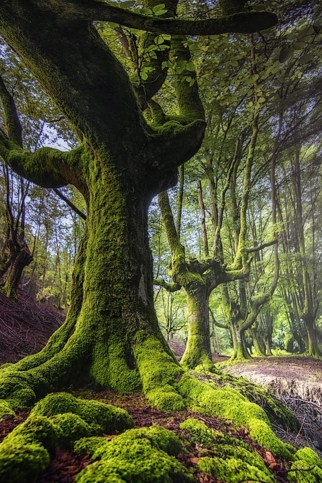 GREENS GORBEIA. : GR...