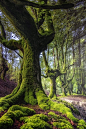 GREENS GORBEIA. : GREENS GORBEIA. by Lluis  de Haro Sanchez