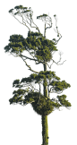 Deciduous Trees (37)