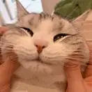 一行nienie