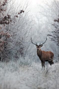 Espace Rambouillet, a wildlife reserve near Paris, France by Nicolas Le Boulanger