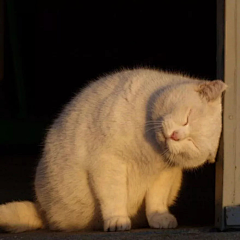 自己人TOT采集到猫