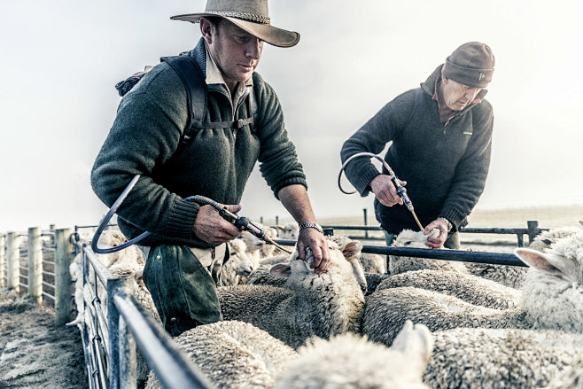 New Zealand Sheep Fa...