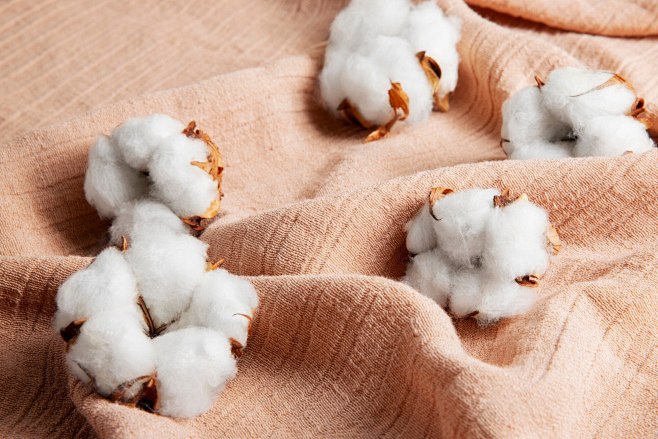 Cotton plants still ...
