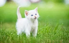 萌猫桌面壁纸高清_百度图片搜索