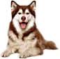 ccd-Dog3-JFTube.png