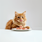 猫 猫粮 猫吃肉