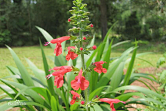 疯狂的妈采集到花镜植物