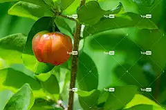 特写 自由背景 阳光 庭园 笔记本电脑壁纸 红色的