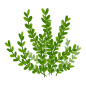 手绘插画植物树叶子高清素材 春天 免费下载 页面网页 平面电商 创意素材