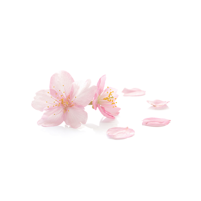 樱花 花瓣 透明图 PNG