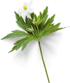 牛牛学设计采集到花