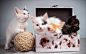 General 2560x1600 kittens boxes cat