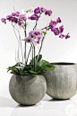 Elegant Orchids: 