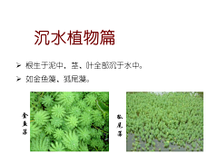 yanyanyan1采集到绿化、植物