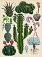 02-katie-scott-cacti-and-succulents-botanicum