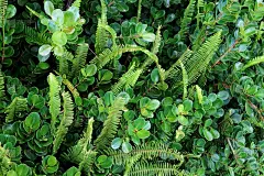 澳大利亚绿色蕨类、树叶等植物