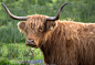 高地之旅--苏格兰高地牛