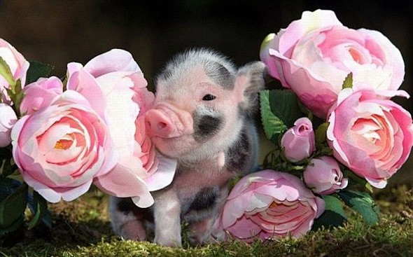 Piglet Loves Flowers