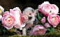 Piglet Loves Flowers