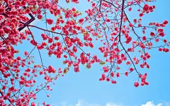 唯美花海春天的美景风景图电脑高清壁纸