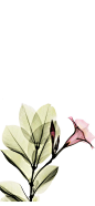 创意_插画 _植物采下来 #率叶插件，让花瓣网更好用#