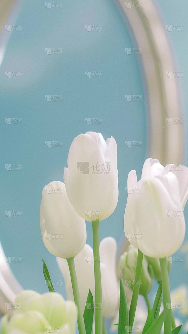 植物通用白色实景郁金香背景场景图片素材