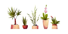 盆栽   - 源文件下载【酷图网】盆栽,绿色植物,绿植,盆景,花卉花草,卡通,插图,插画