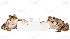 两只动物,蛙,留白,褐色,水平画幅,湿,爪子,动物身体部位,纸板,生物学