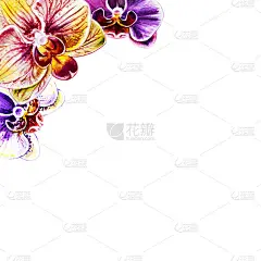 漂亮的角框从鲜艳的兰花花。水彩画。外来植物。印花。植物成分。婚礼和生日。贺卡。