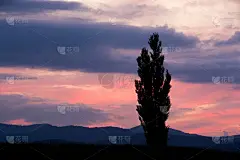 夕阳下的天空和白杨树的侧影