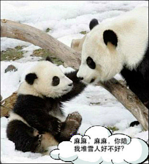 [和妈妈玩雪的熊猫宝宝] 大熊猫有着厚实...