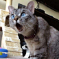 It's pretty hard to shock a cat..... but sometimes they see something they just can't believe!: