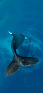 鲸鱼 动物摄影 深海 海洋