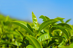 清晨＇采集到植物素材