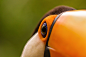 General 2048x1365 birds animals toucans macro orange