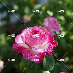 花 玫瑰花 美丽的花朵 花壁纸 自然 玫瑰 花卉背景 粉色的
