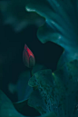 雨中植物 暗黑色系 情绪低落照片素材
