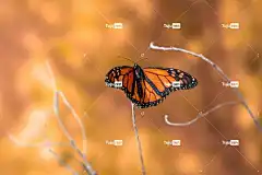 蝴蝶 全高清壁纸 Mac壁纸 桌面背景 高清壁纸 昆虫 4K壁纸