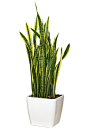 Sansevieria (also known as Mother-in-Law's tongue)  "That is the all-time indestructible houseplant. It is gorgeous. It's very modern," Debra Prinzing says. It's a great plant for someone who wants something contemporary, geometric and sculptura