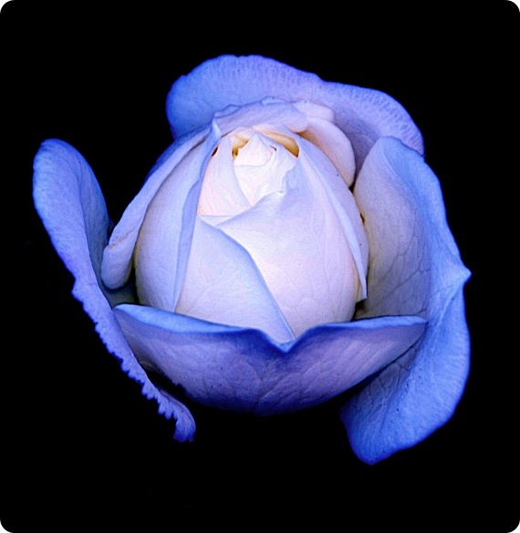 蓝玫瑰。。。