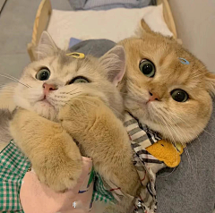 摆烂了采集到猫和模特