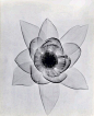 谈到花卉摄影，我们最先想到的也许是花的形与色。放射学家Dain L. Tasker博士另辟蹊径以解剖学的视角拍摄百合花和玫瑰花在X光下的造影，这些没有了颜色的花朵如同齐白石先生的水墨画一般以其内在结构展示了其独特美学内涵。