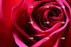 玫瑰 美丽的花朵 香味 开花 花朵 花壁纸 浪漫的 玫瑰花