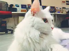 白喵