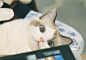猫呀~