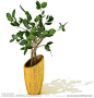 3DMAX室内植物 景观植物 观赏植物 盆栽植物 3D素材  阴生植物 室内花草  绿化 装饰 高清度 素材