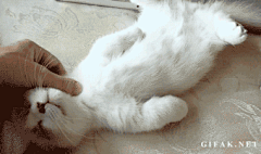 很文艺的猪哥哥采集到小动物