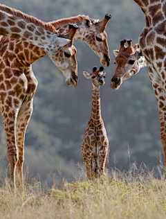 骑着猪的驴打滚采集到giraffe