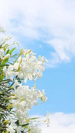 唯美文艺夏日风光图片手机壁纸